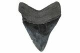 Serrated, Fossil Megalodon Tooth - South Carolina #368002-1